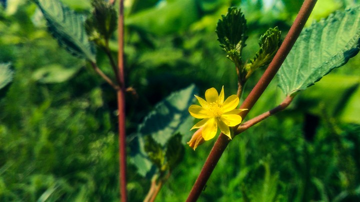 flower