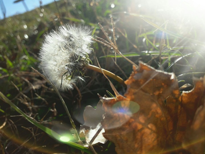 make a wish ...