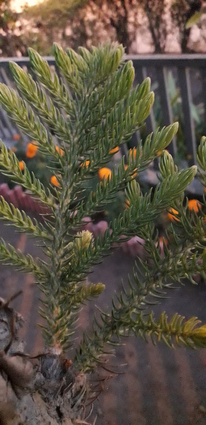 nature