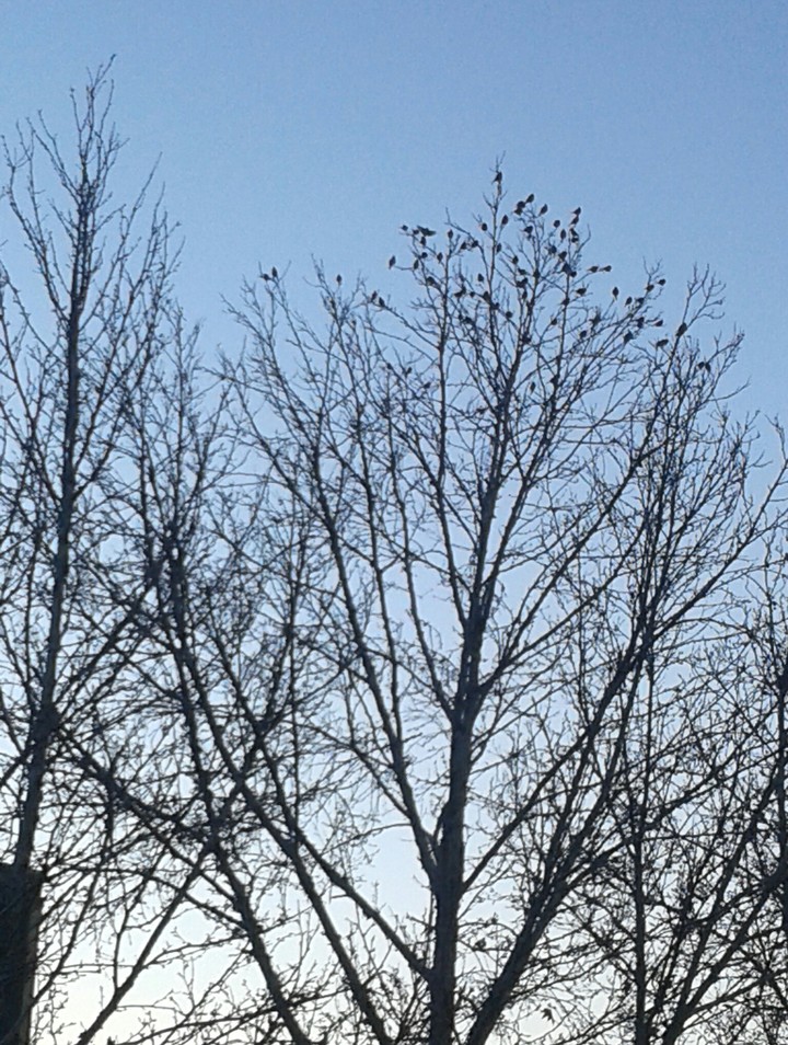 sparows