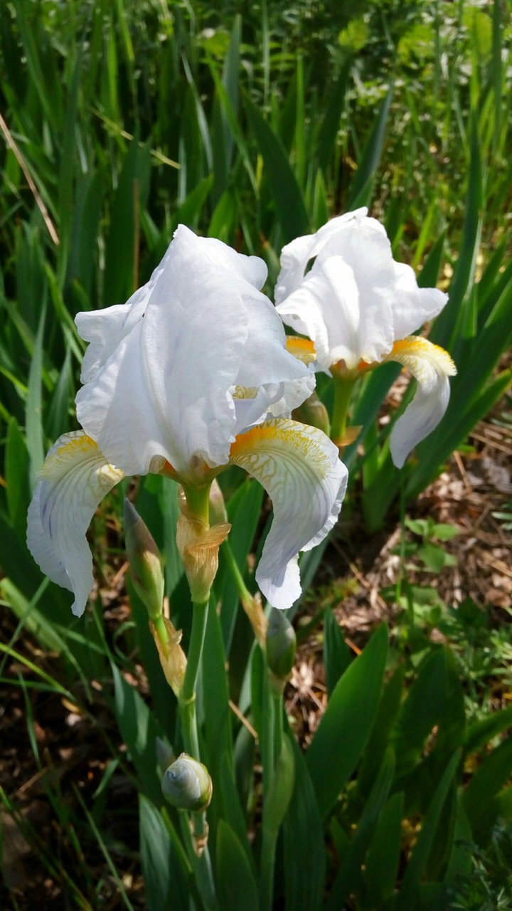 Snow-white flowers