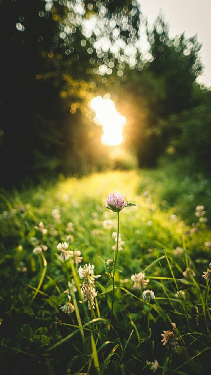 beautiful sunset