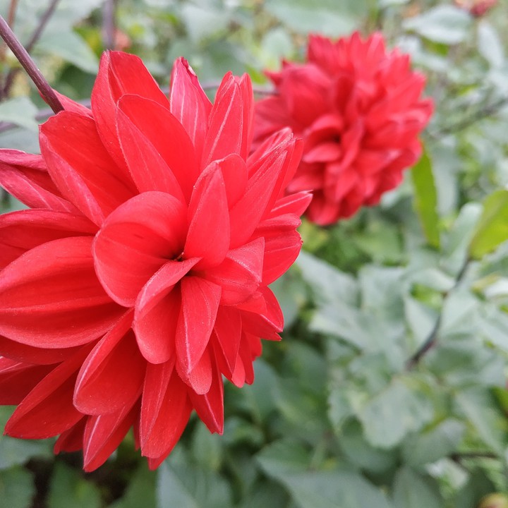 Flovers