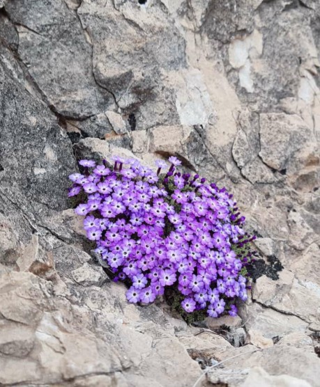 plant/flower
