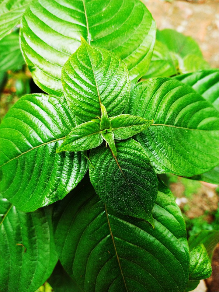 green Leaf
