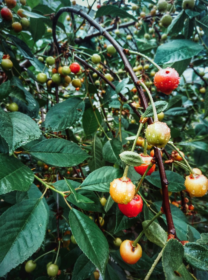 Cherry