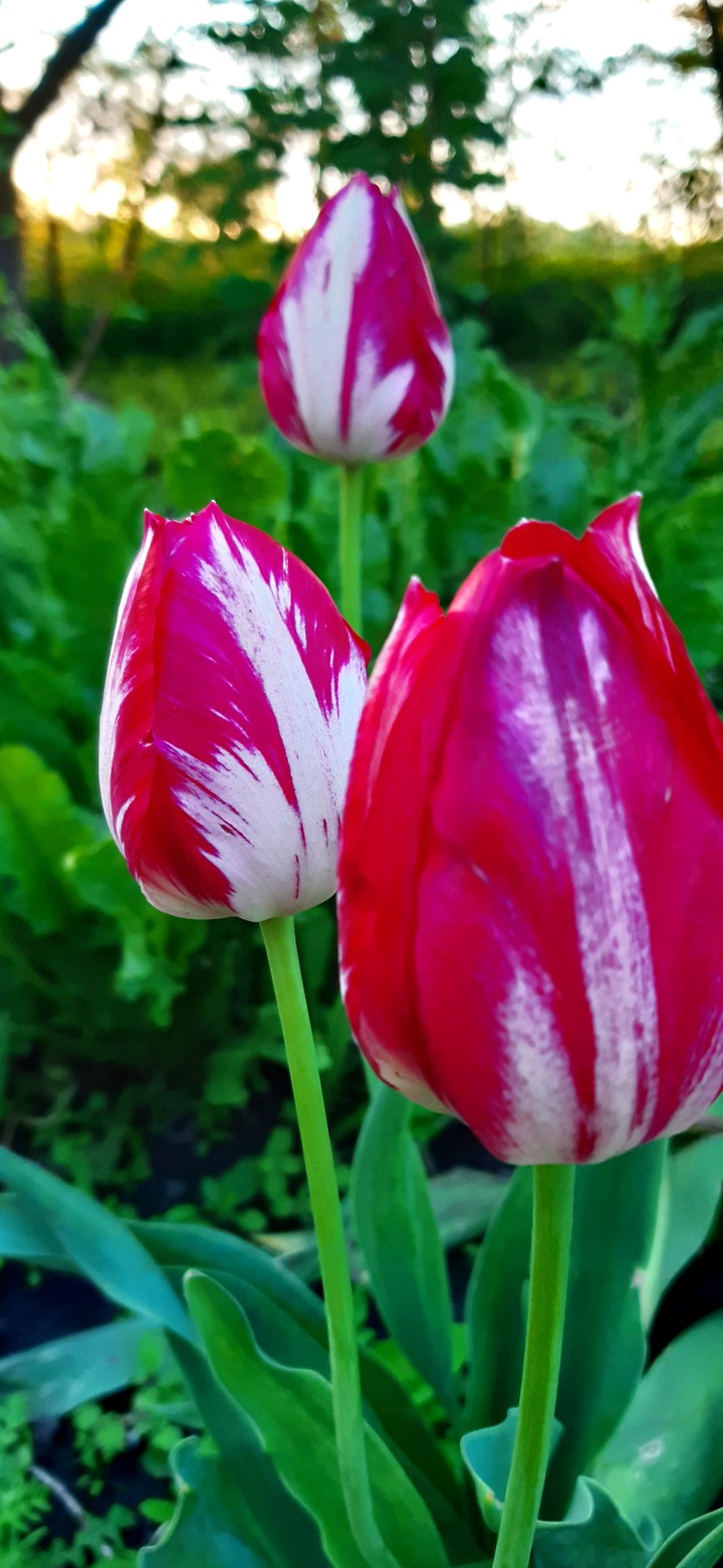 #tulip