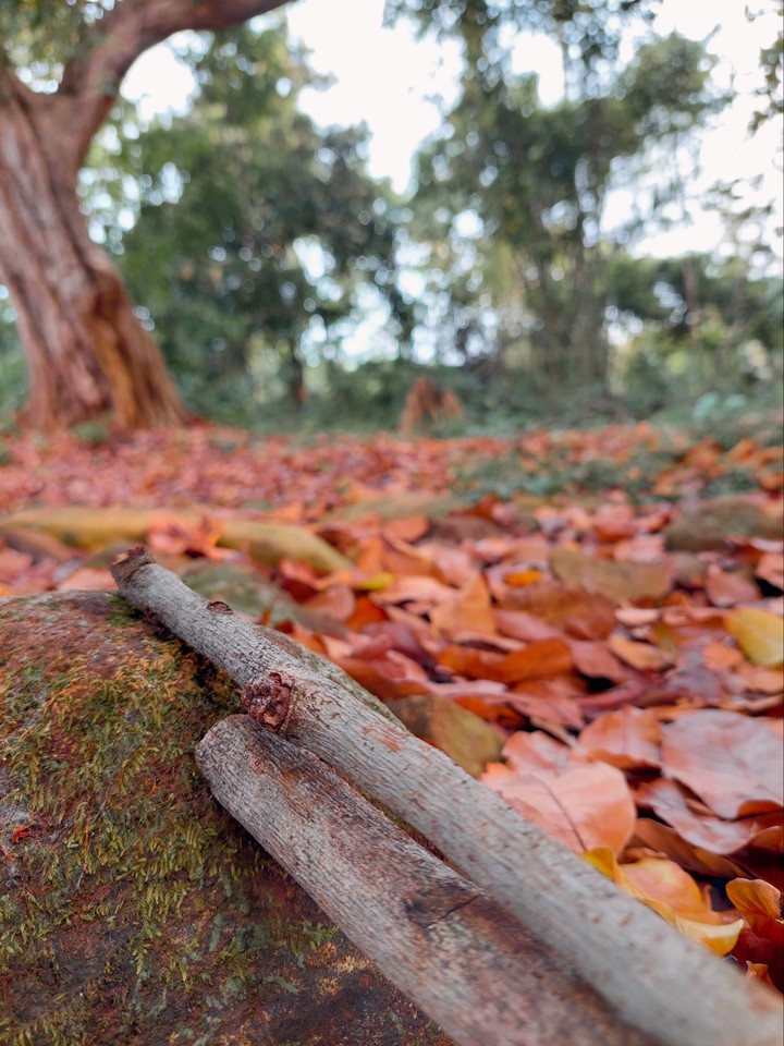 Firewood