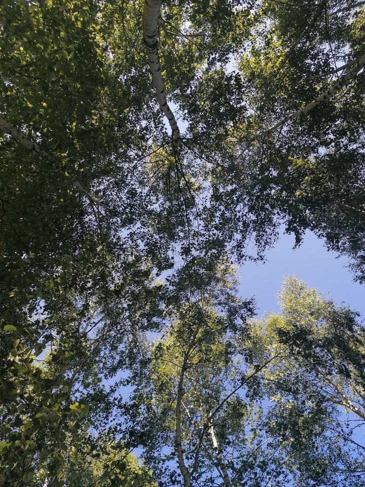 Hammock and sky