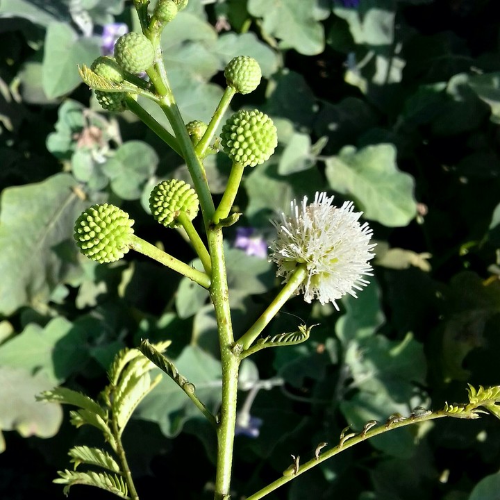 winter season flower