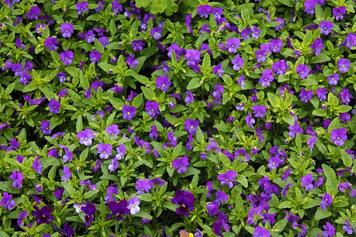 Carpet of flowers