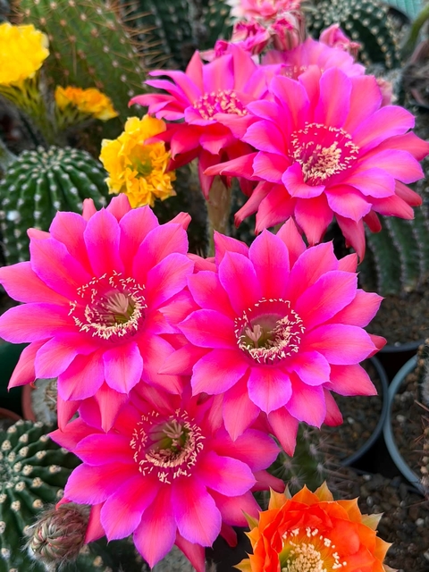 Cactus, Close-up Hintergrundbilder