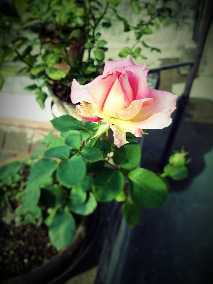 rose