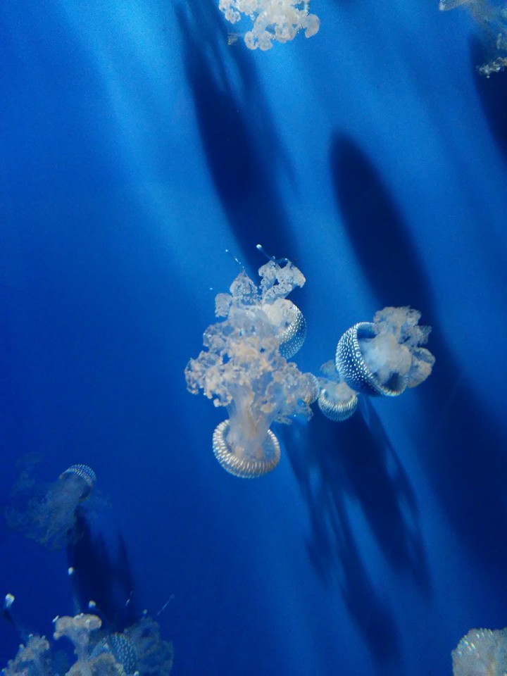 jelly fish