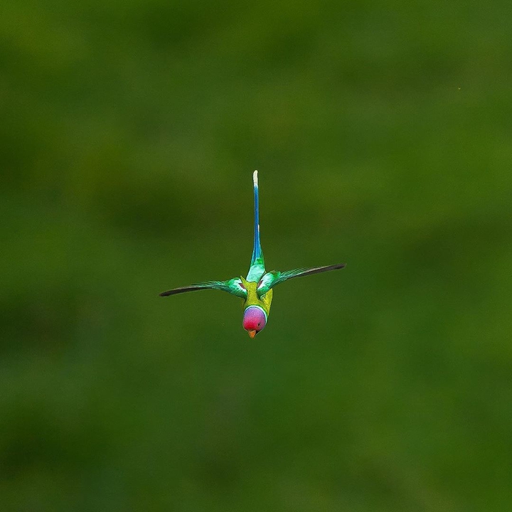 Parrot