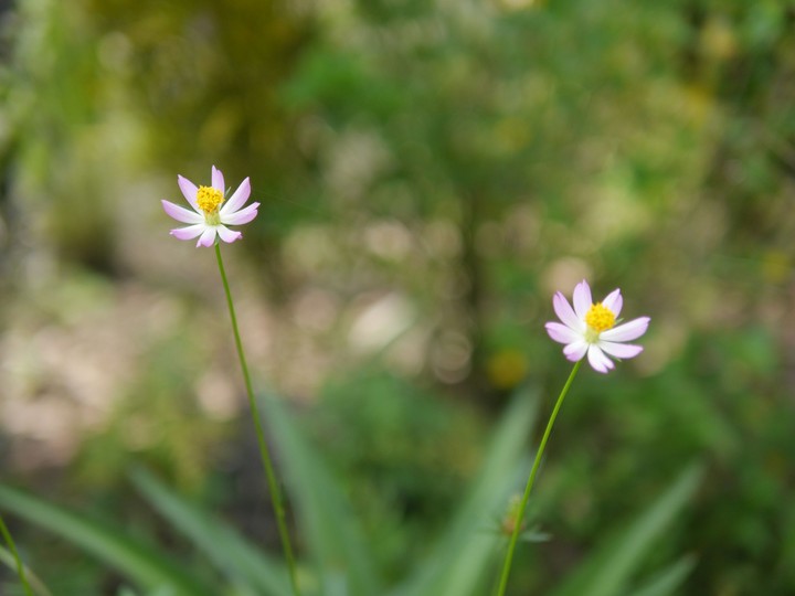 bokeh