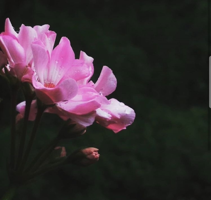 Anthophilia
