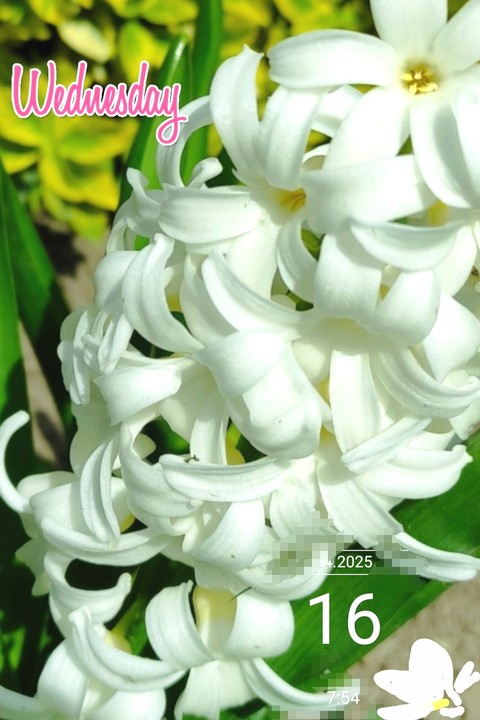 hình nền tuberose, hyacinth