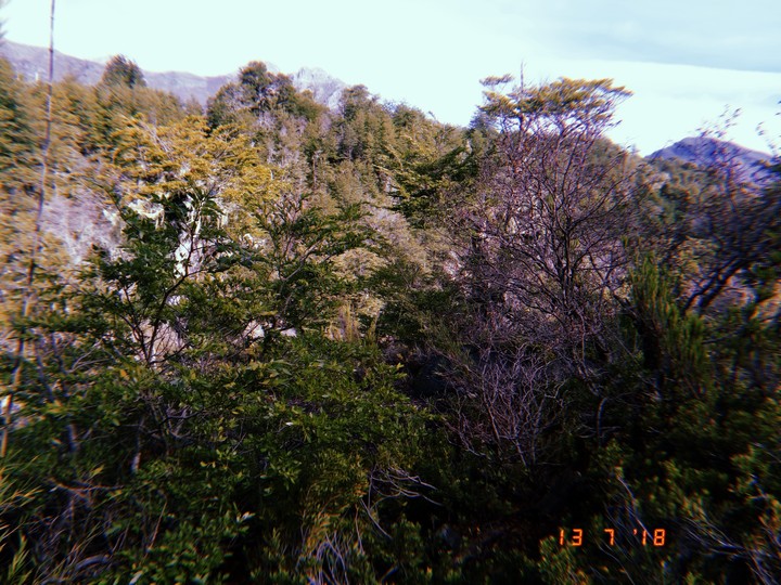 Trees