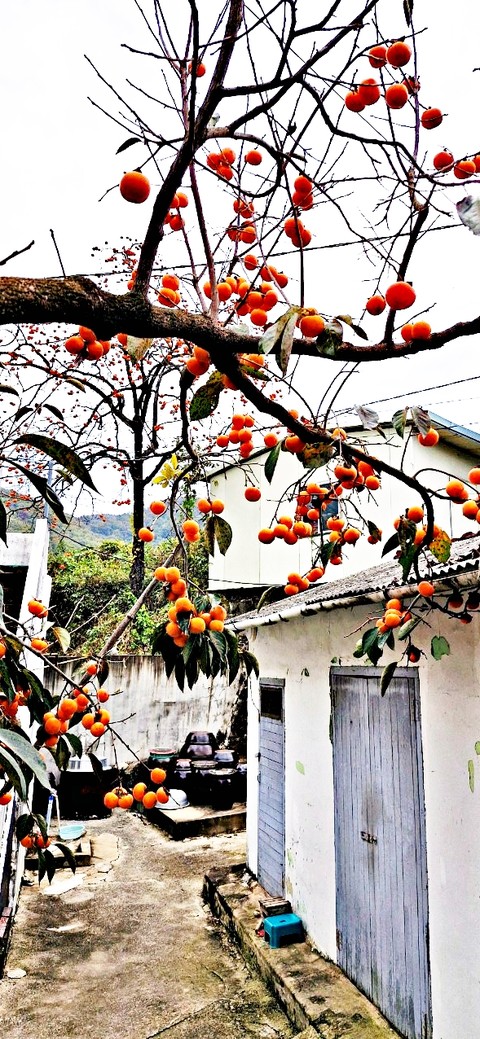 Citrus, persimmons wallpapers