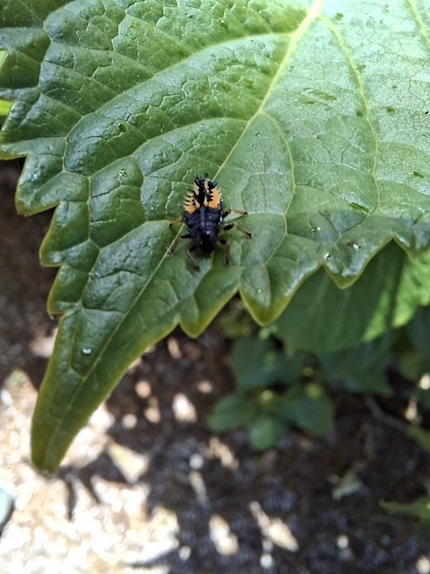 pollinator, Yellow háttérképek