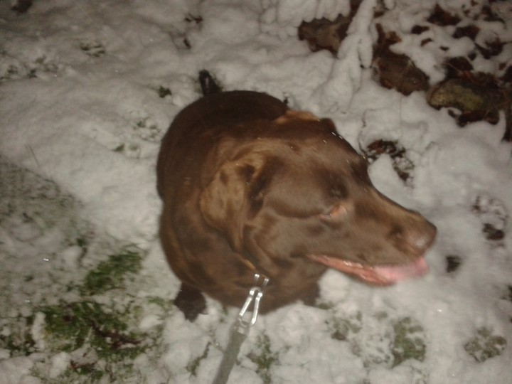 Hund im Schnee, Winter in Norddeutschland