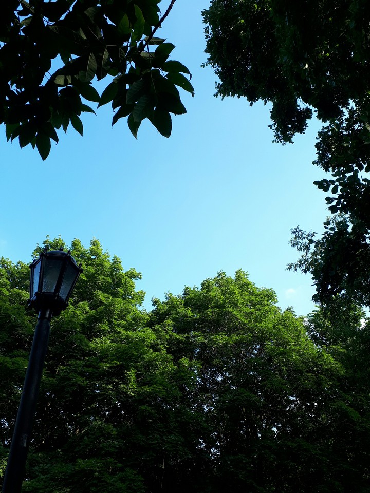 Day in forest