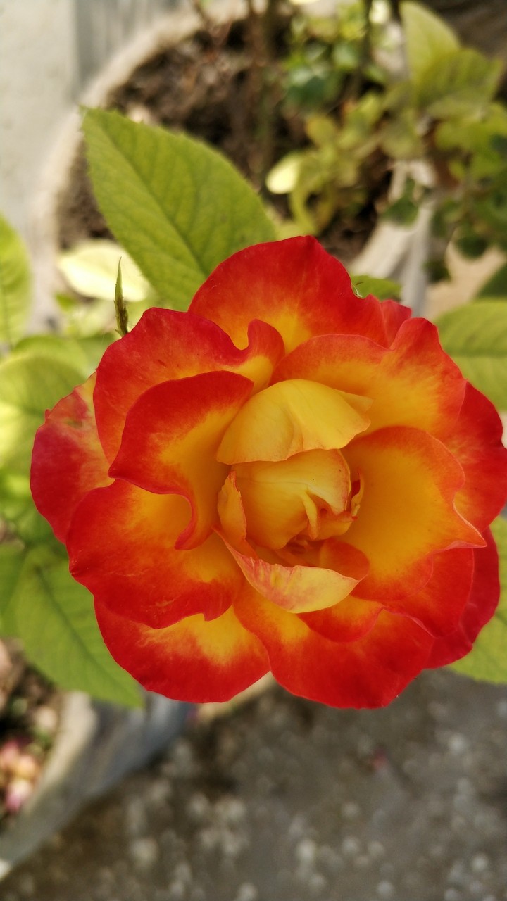 orange rose