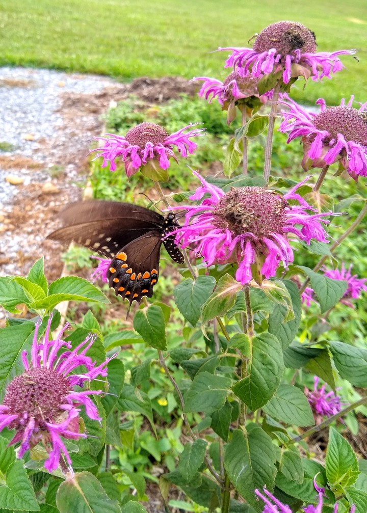 Butterfly drinking nectar