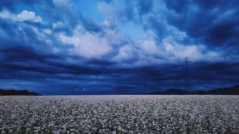 plant, grassland wallpapers