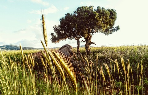 doğa