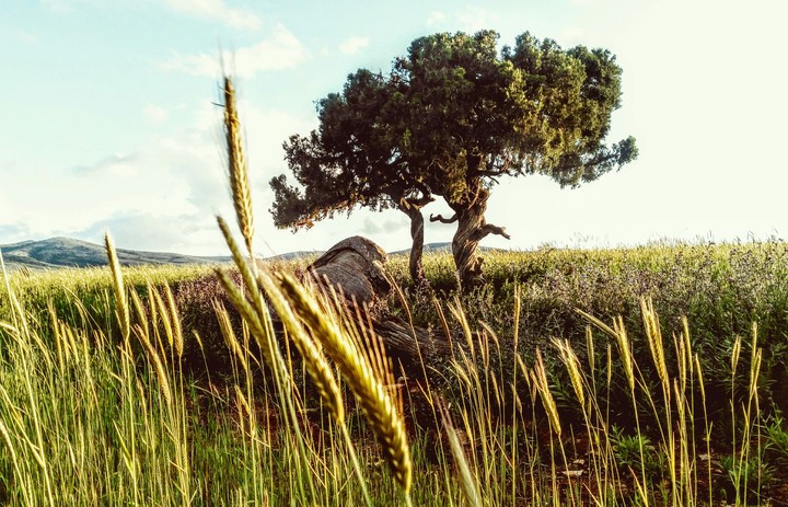 doğa
