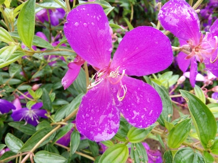 flower