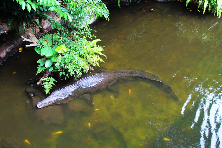 Alligator, Singapore Zoo