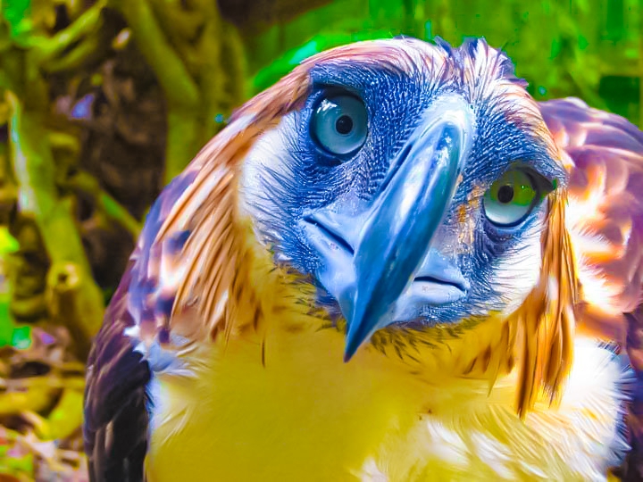 Eagle, bird