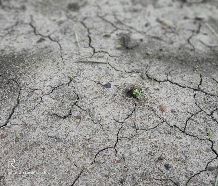 cotton seed