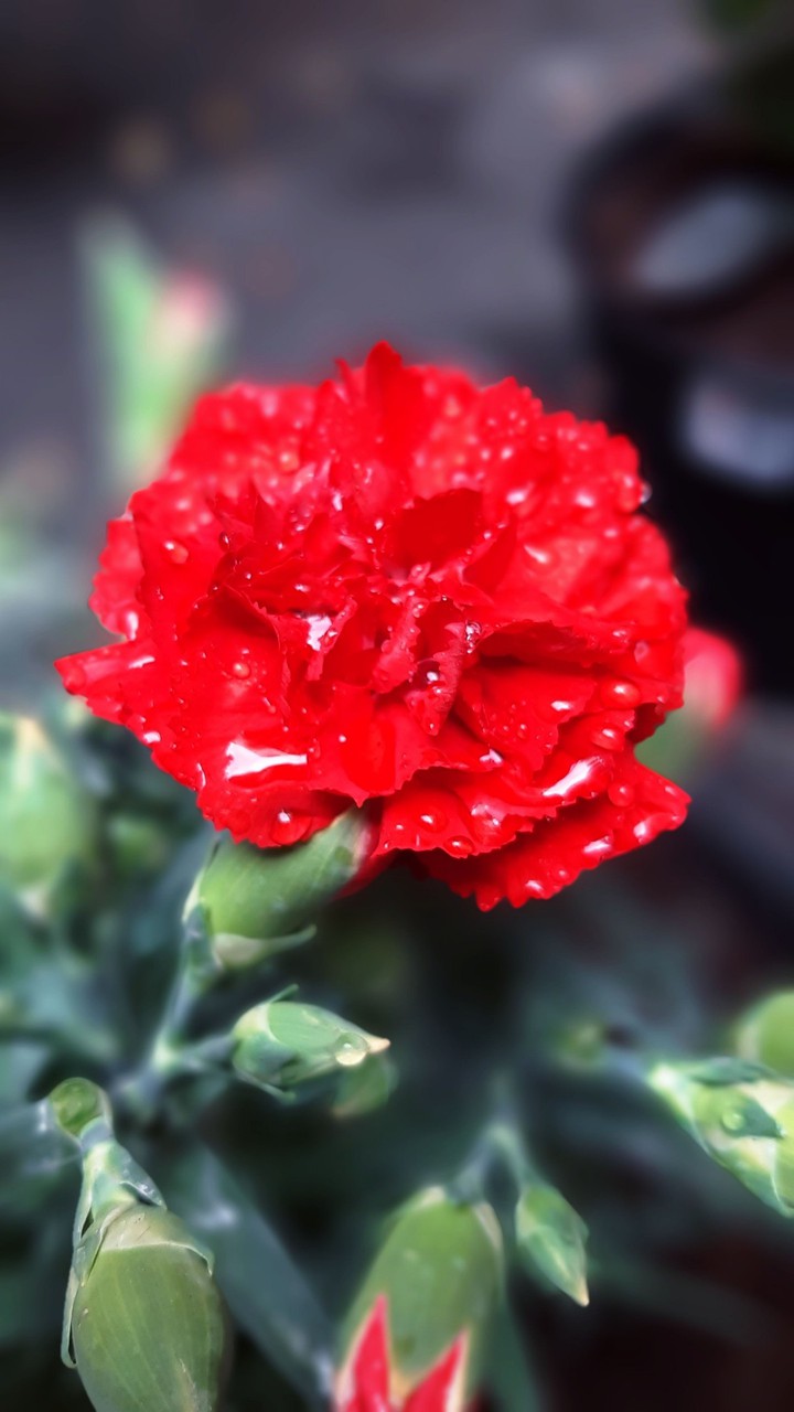 Clavel