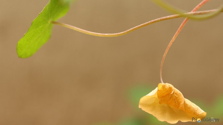 two leaf