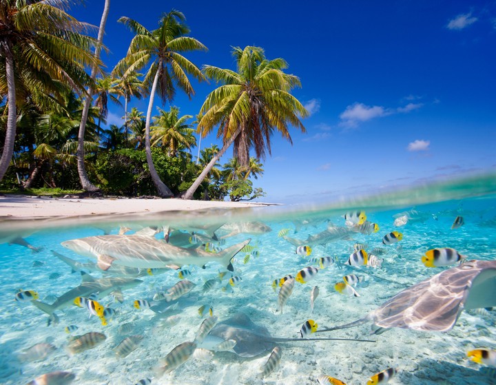 Tropic vibes