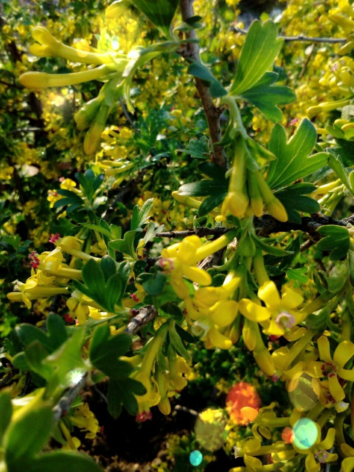 currant