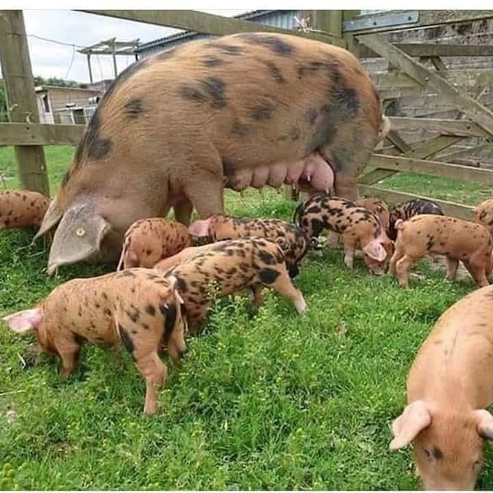 Mãe e os filhos pra vocês curtirem amigos.