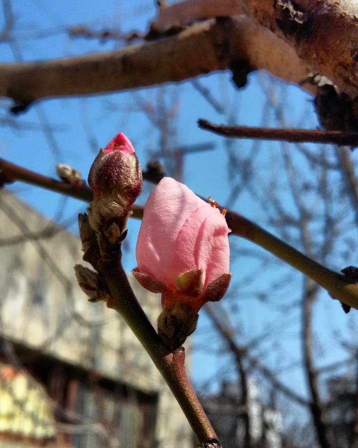 pink flowers