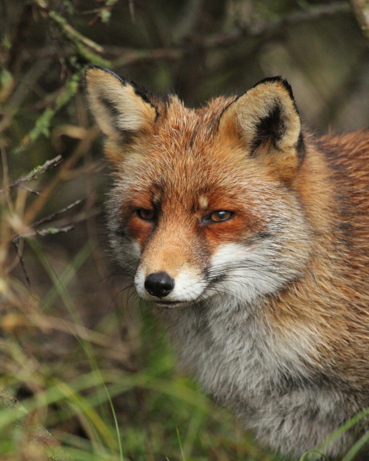 Fox or Jackal .I don't know