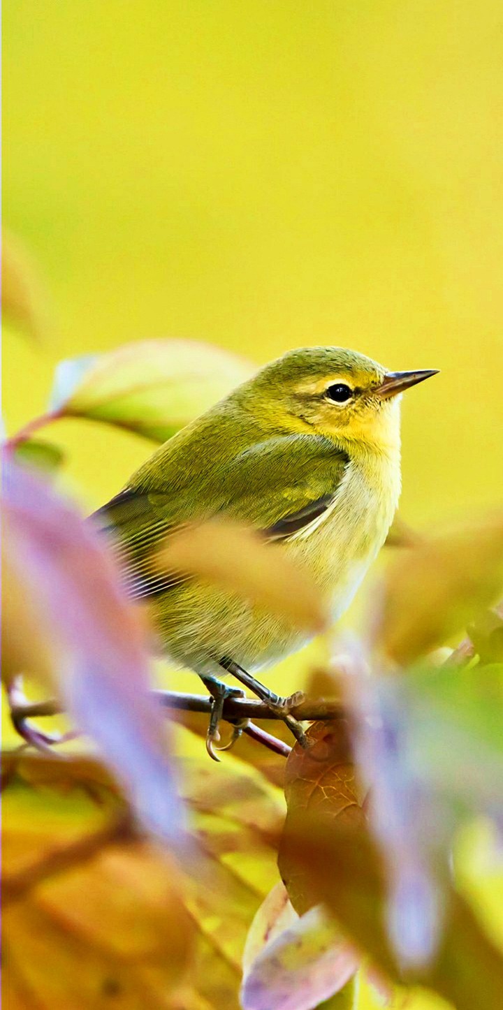 Tennessee warbler