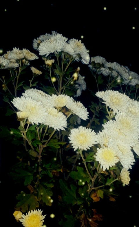 chrysanthemums