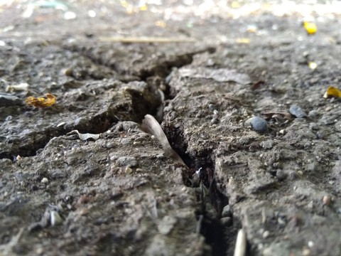 soil...