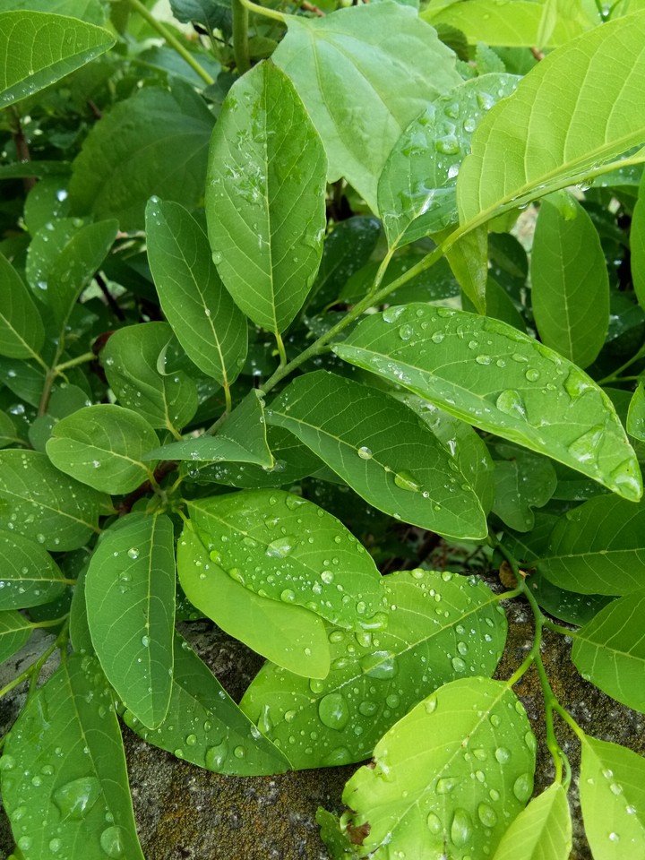 Rain droplets on leaves