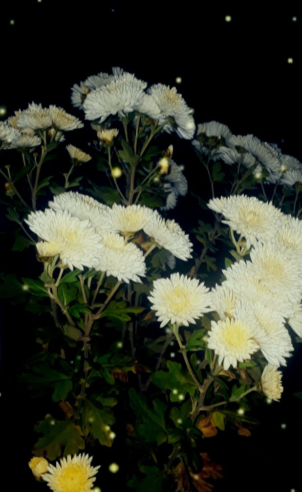 chrysanthemums
