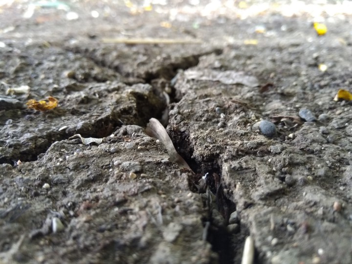 soil...