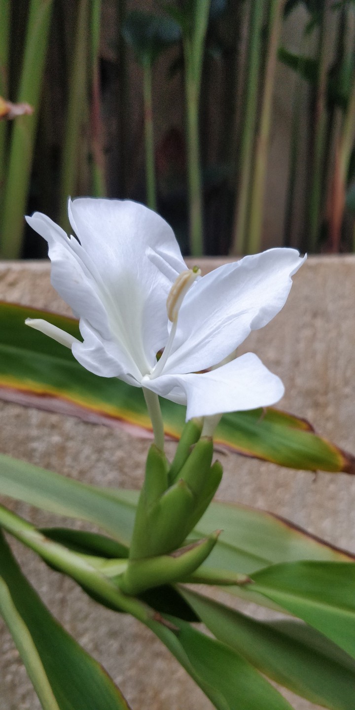Ginger Lily